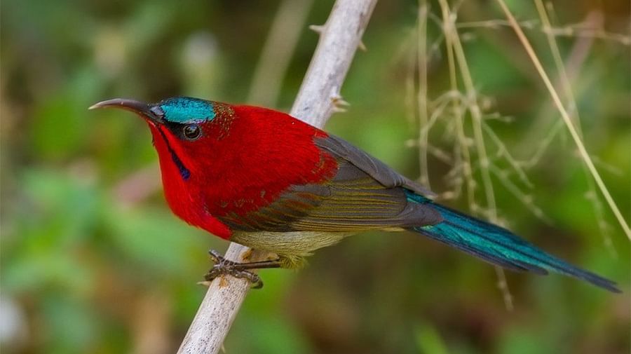 Bird watching at kyari kham near Corbett wild iris spa and resort 2