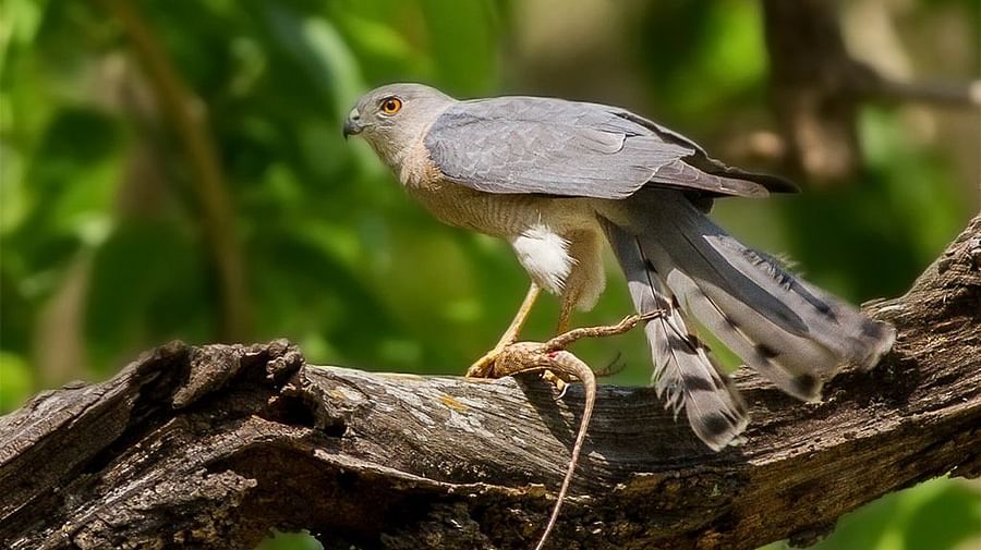 Bird watching at kyari kham near Corbett wild iris spa and resort