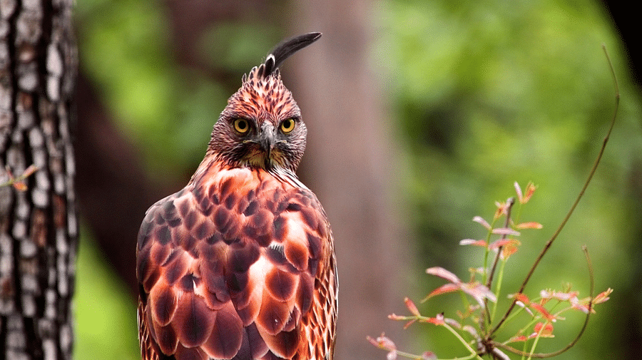 Crested Hawk Eagle-Reni Pani Jungle Lodge-Best Hotels in Madhya Pradesh-bird watching at reni pani