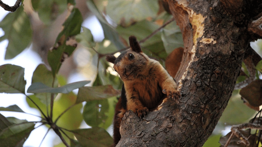 Giant Squirrel-Reni Pani Jungle Lodge-Best Hotels in Madhya Pradesh