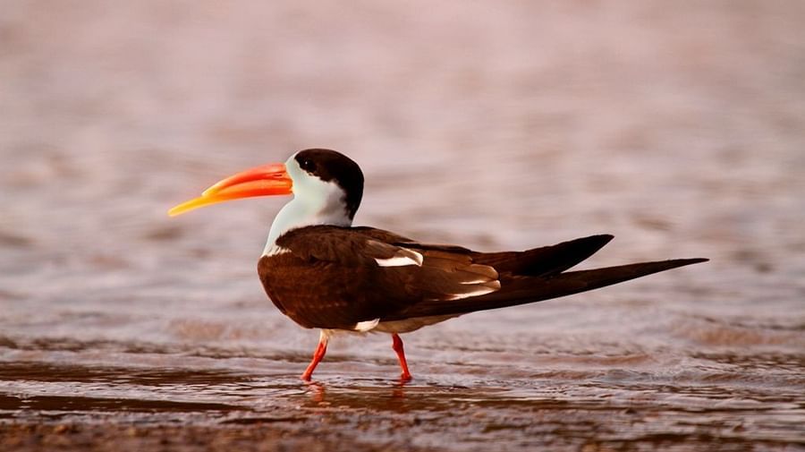 Indian Skimmer-Reni Pani Jungle Lodge-Best Hotels in satpura-things to do in satpura