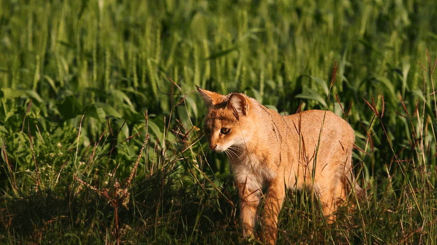 Jungle Cat-Reni Pani Jungle Lodge-Best Hotels in Madhya Pradesh 2