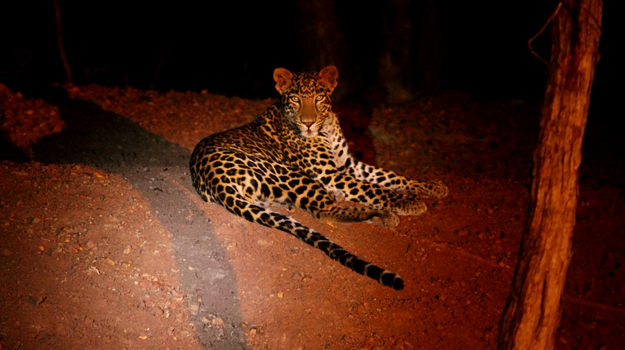 Leopard-Reni Pani Jungle Lodge-Best Hotels in Madhya Pradesh 2