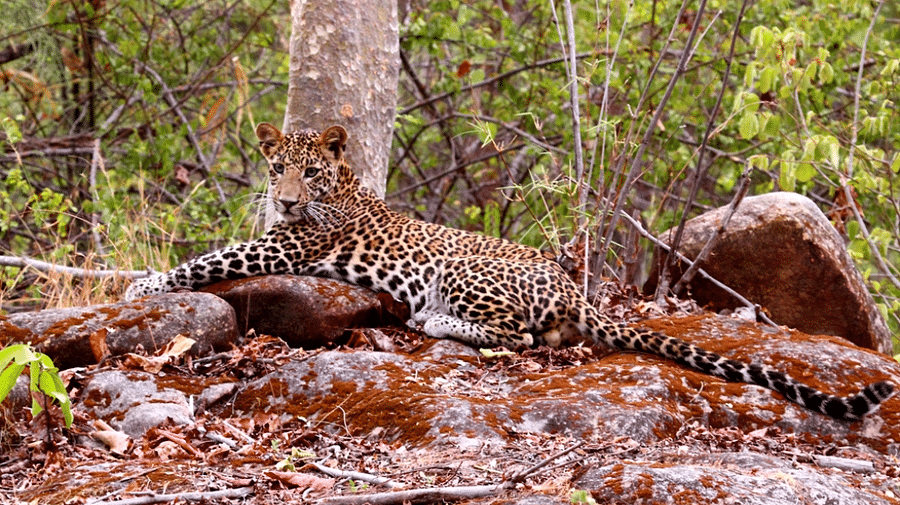 Leopard-Reni Pani Jungle Lodge-Best Hotels in Madhya Pradesh
