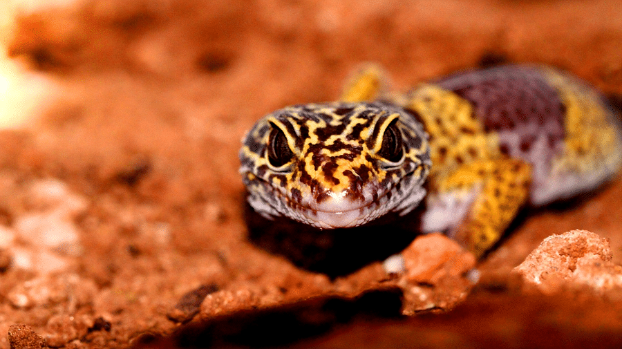 Leopard Gecko-Reni Pani Jungle Lodge-Best Hotels in Madhya Pradesh