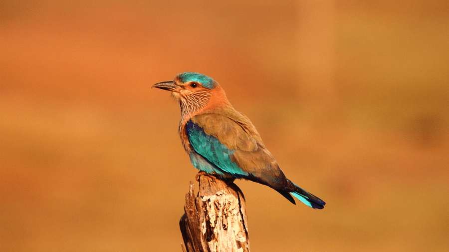 Roller-Reni Pani Jungle Lodge-Best Hotels in Madhya Pradesh-things to do in satpura