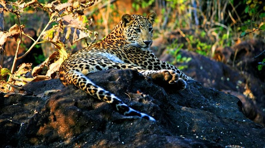 Satpura - Leopard-Reni Pani Jungle Lodge-Best Hotels in Madhya Pradesh