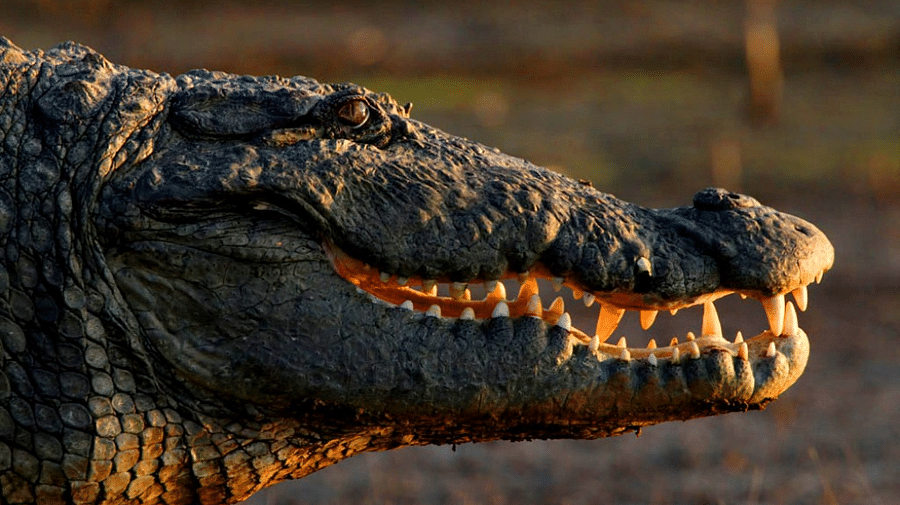 Satpura - Mugger - Paul Waldrone-Reni Pani Jungle Lodge-Best Hotels in Madhya Pradesh
