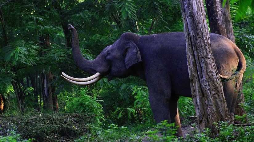 kerala wildlife Sarovar Hotels