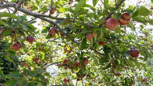 Tress filled with ripe red apples in a Fruit orchard - Ramgarh Bungalows, Nainital.