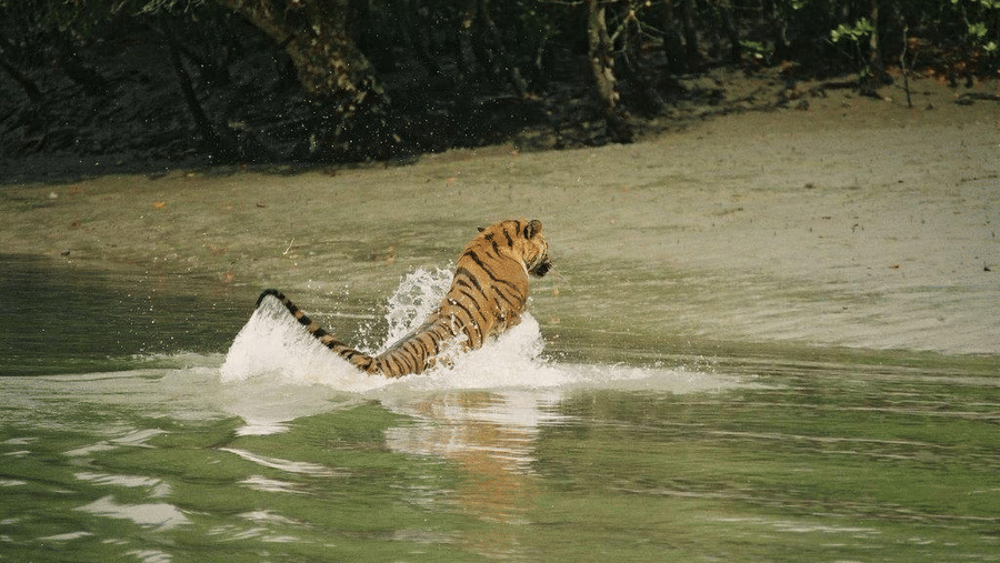 Tiger swimming in a river near a sandy land.