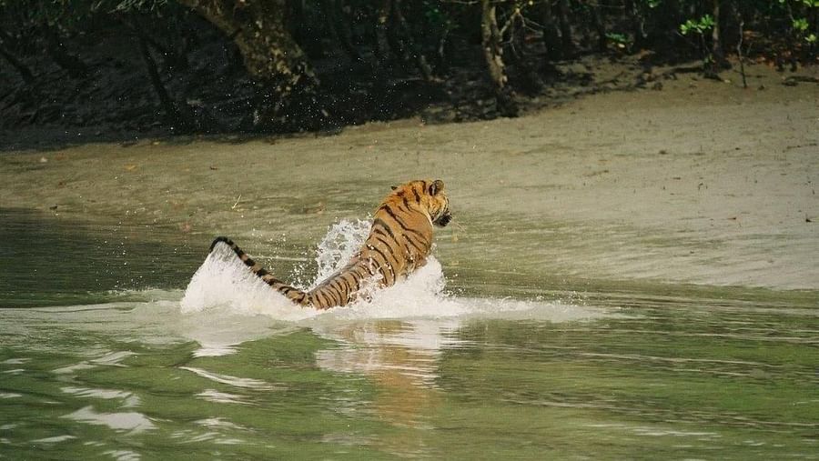 Tiger swimming