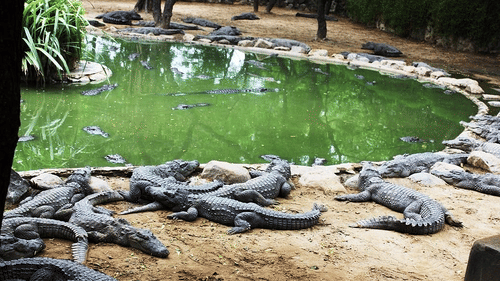 Picture of The Madras Crocodile Bank, lot of corcodiles near the pond