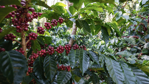 A close up shot of coffee beans growing in the coffee estate of the Serai, Chikmagalur.