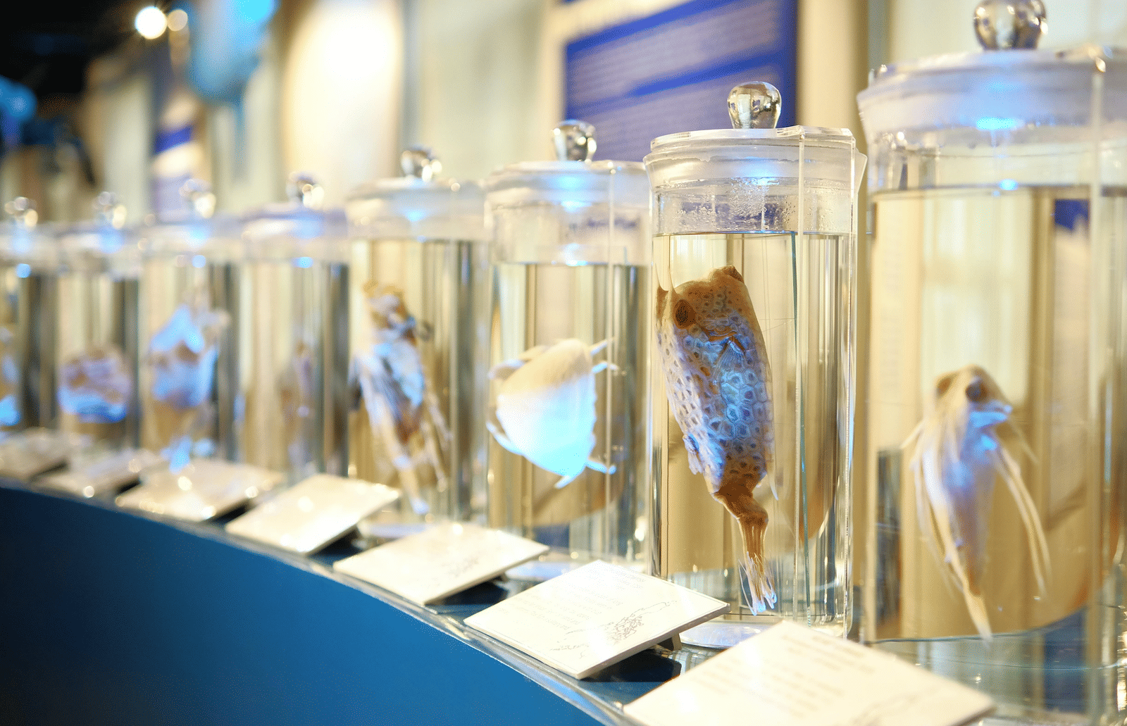 Several glass display tanks containing small colourful fish are lined up in an exhibition area.