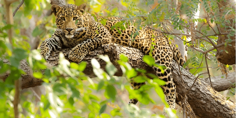alt-text Satpura National Park Resorts, Satpura Resort, Jungle resorts in Madhya Pradesh, Forest resorts in Madhya Pradesh,  Wildlife resorts in Madhya Pradesh