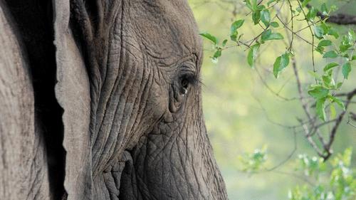 A close-up of an elephant’s face and tusk, with green foliage in the background.