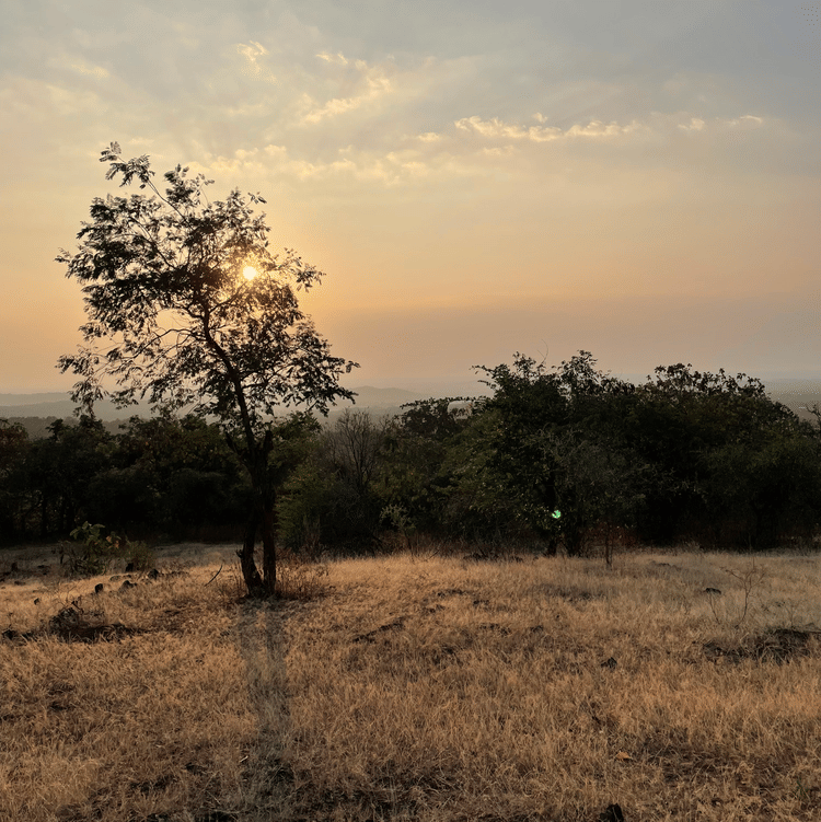Landscape view of the wilderness