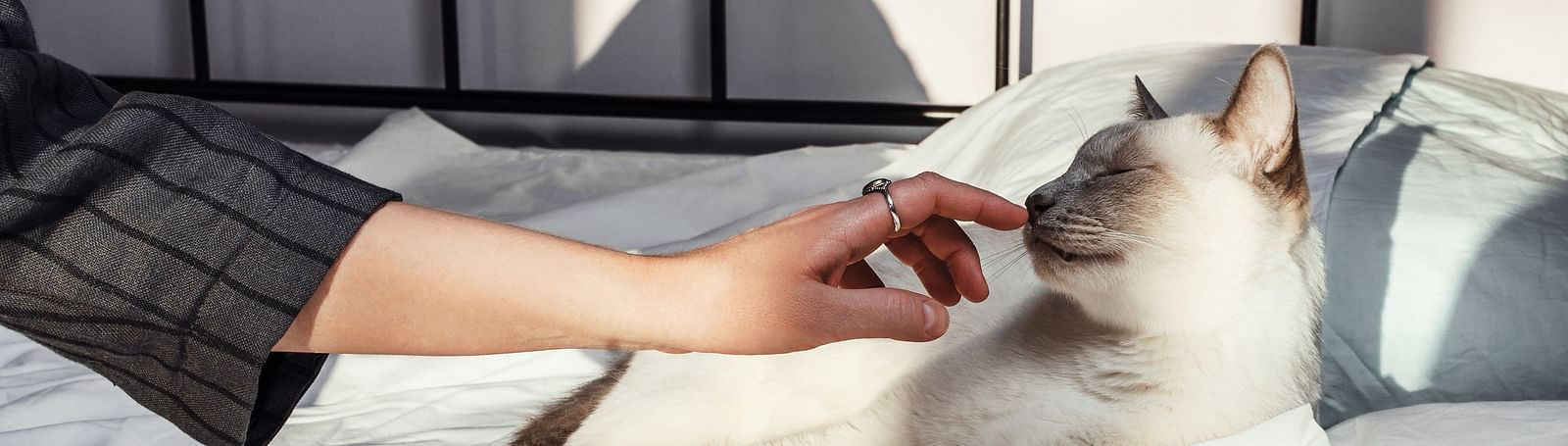 A person petting a cat at our Pet Friendly Bangkok Hotel - Night Hotel Bangkok