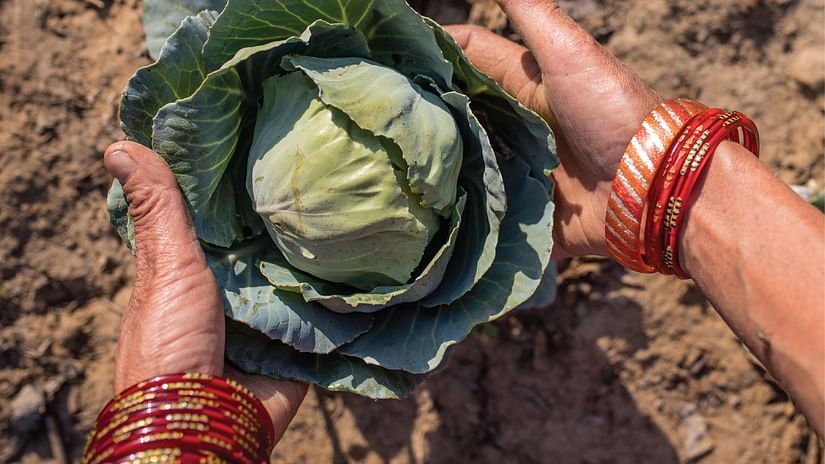 woman taking out a cabbage from ground on a farm - Karma Lakelands.