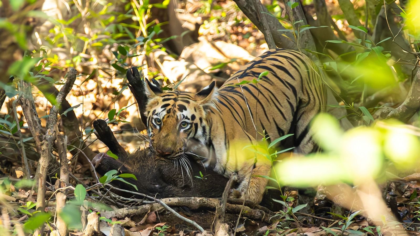Image of a Bengal tiger in a forest at Trees N Tigers, Tadoba.