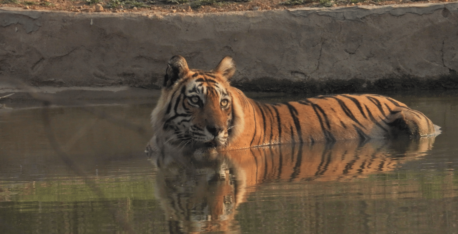 A Bengal tiger partially submerged in a waterhole, resting calmly and gazing ahead inside a wildlife reserve at Utsav Camp Sariska.