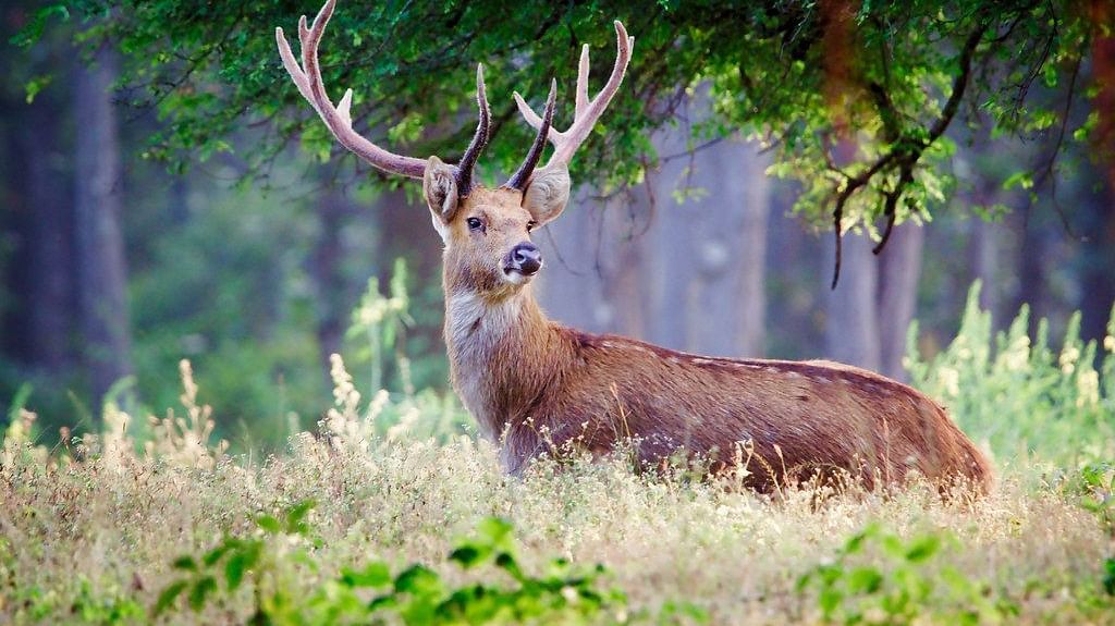 Barasingha