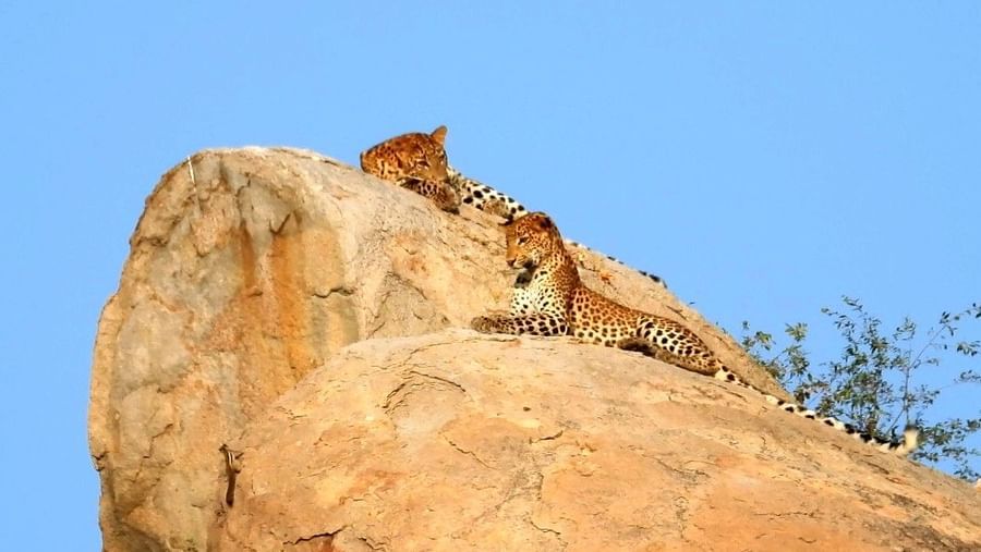 An image of two leopards laying on top of the rocks which is surrounded by plants