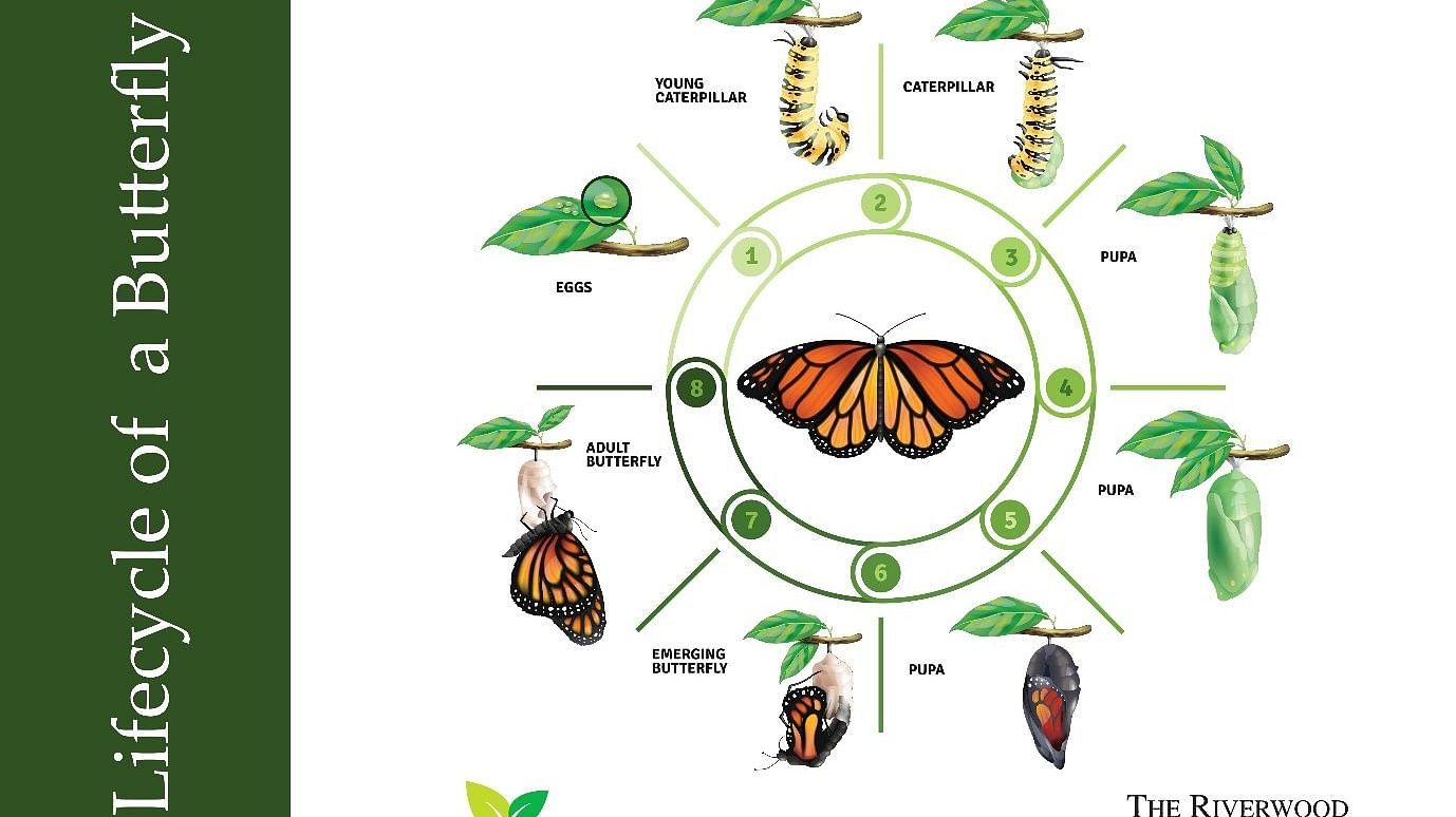 An illustration of butterfly life cycle