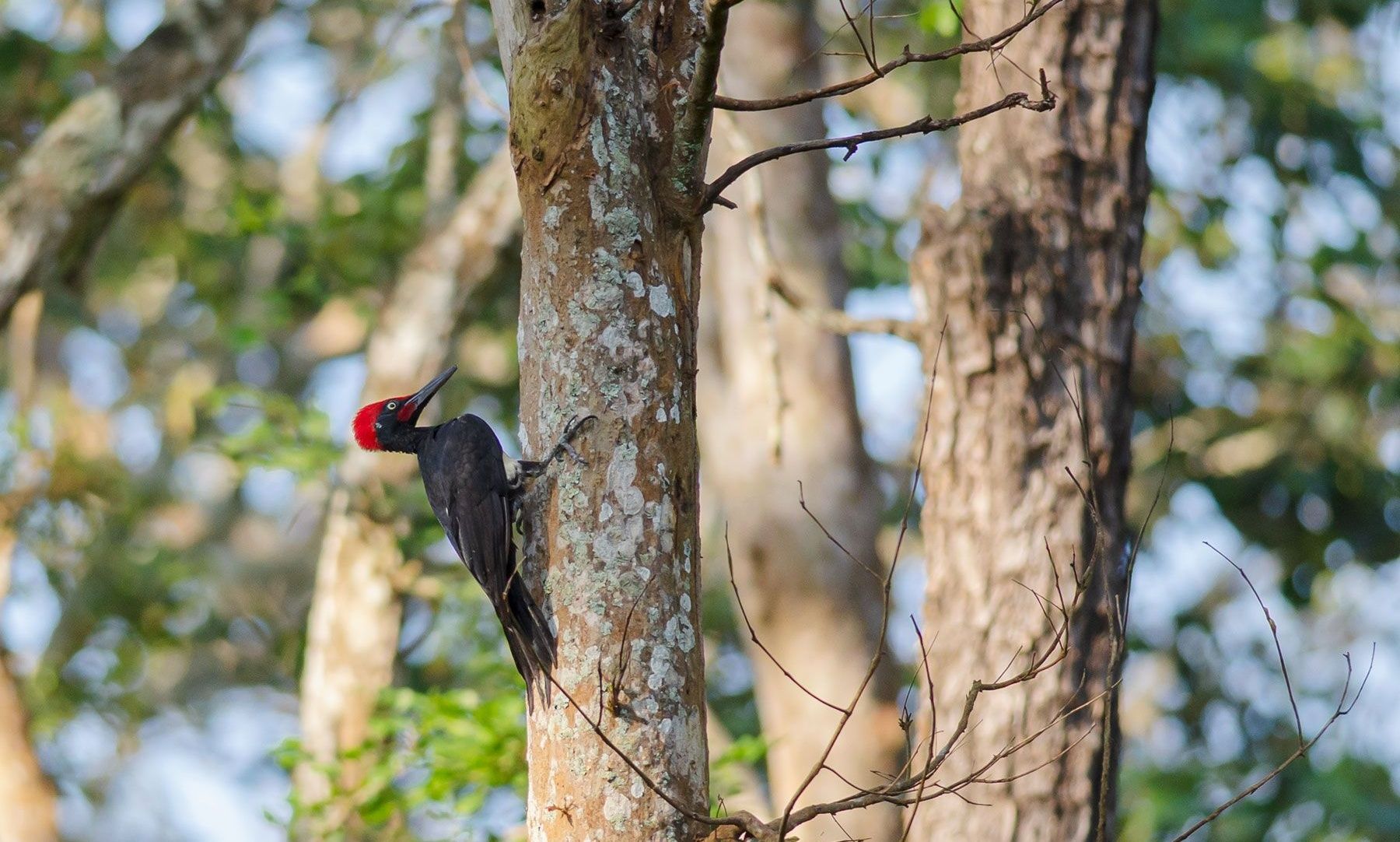White-bellied Woodpecker on a tree trunk in a forest