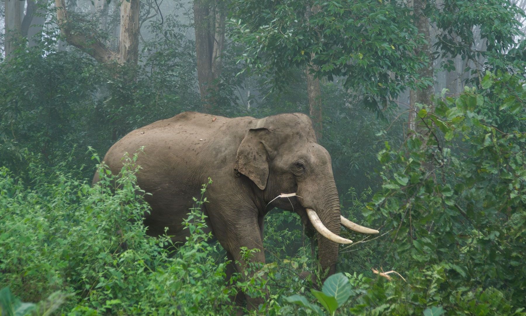 Large Indian elephant with tusks in a misty forest.
