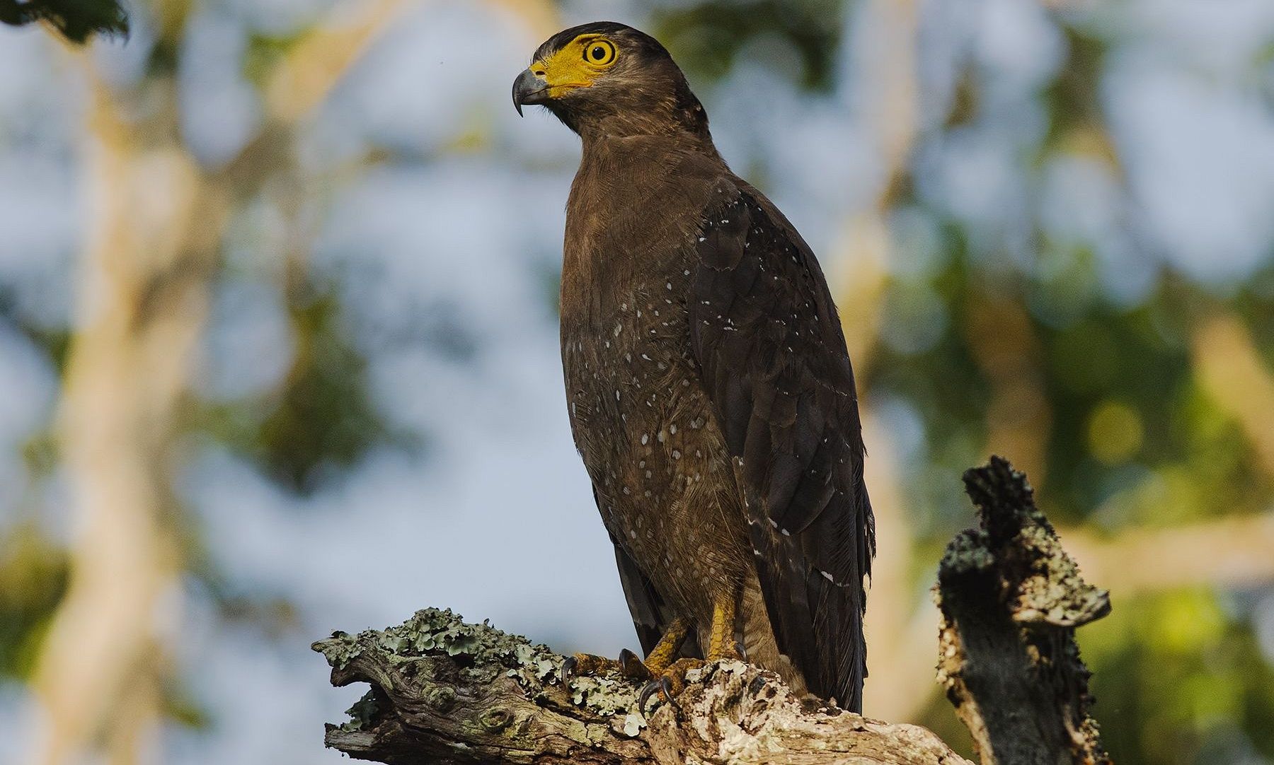 Kabini Blog Eagles Serpent Eagle