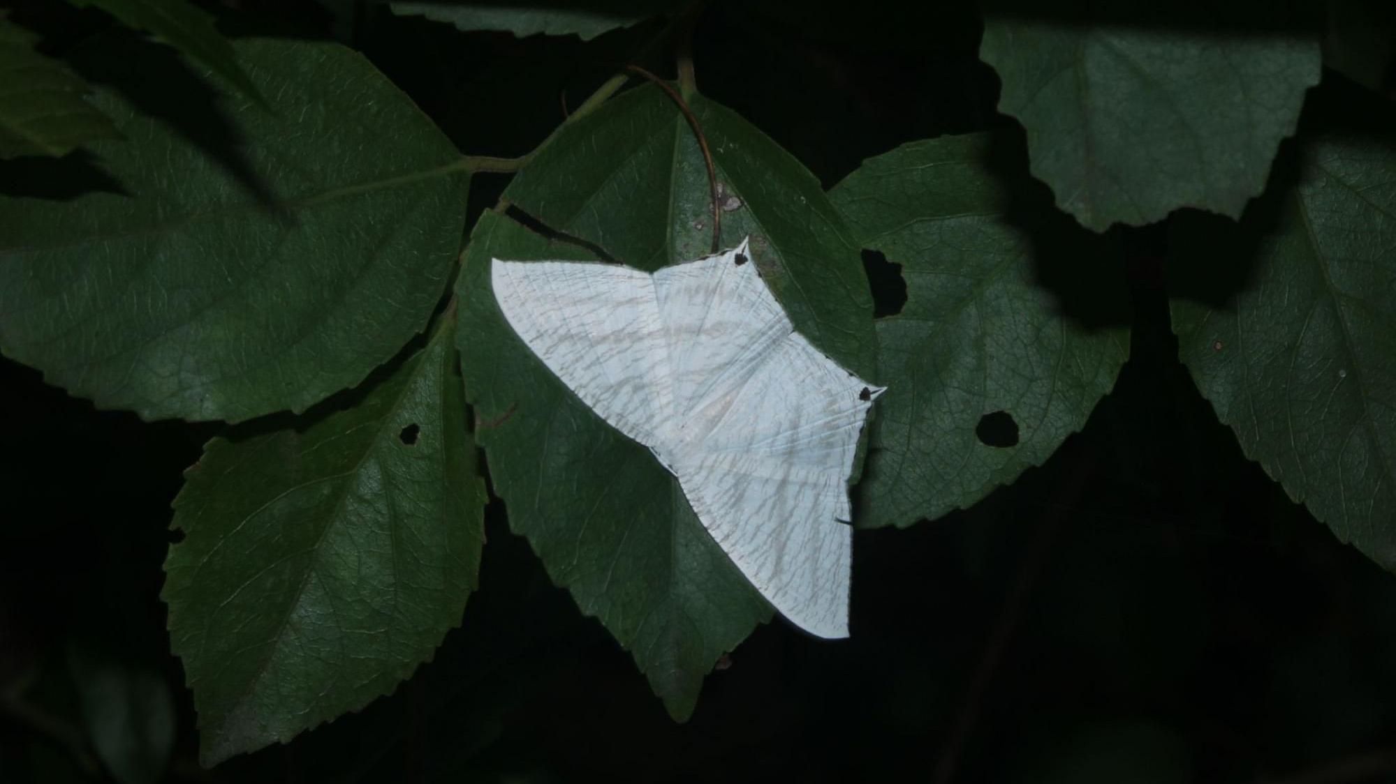 Image 12 Grey swallowtail moth