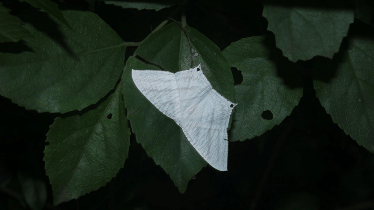 Image of Grey swallowtail moth