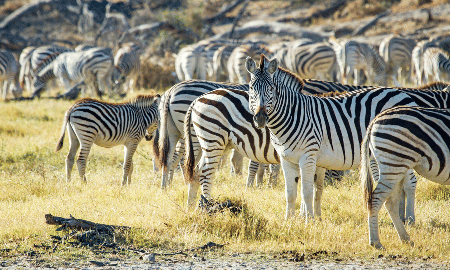 ZEBRA MIGRATION BOTETI RIVER