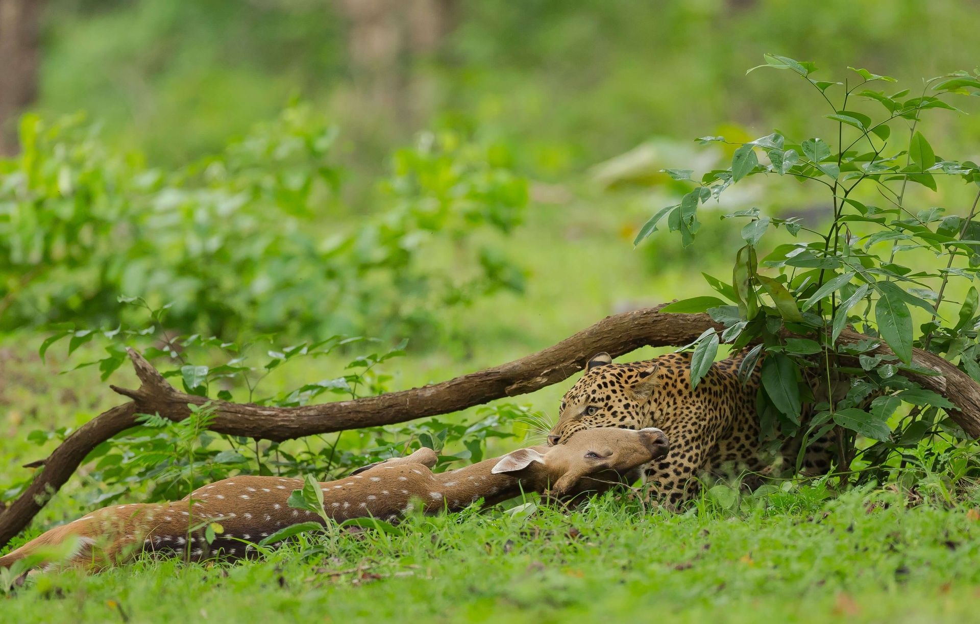 Leopard with spotted deer prey in a forest.
