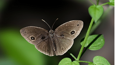 An image of a moth flying and a plant can be seen beside it