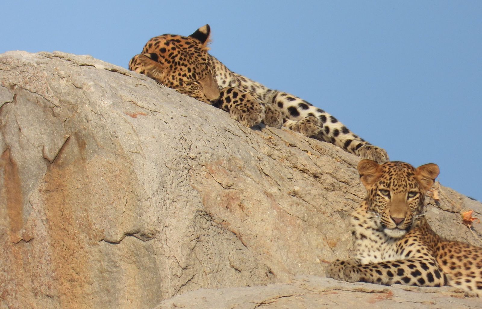 A close up two leopards laying on top of the rocks which has a backdrop of open sky