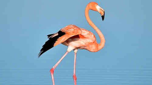 A flamingo standing in shallow waters.