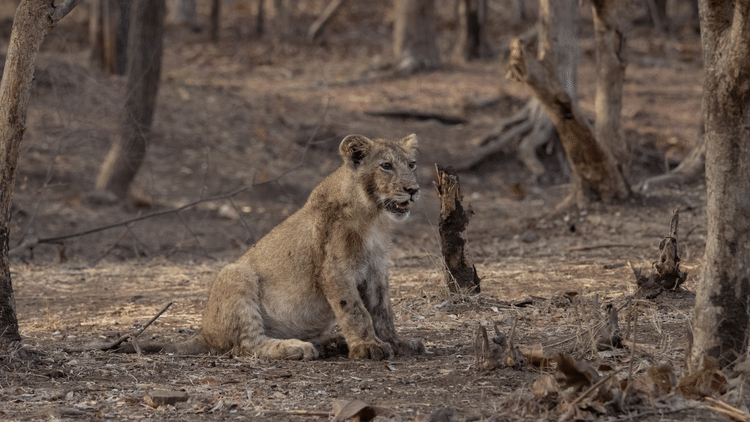 Image of a Lion Sitting in the Woods