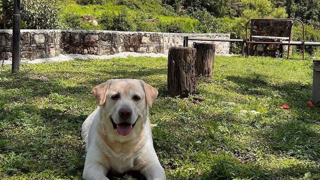 A dog laying on a grass at the Sylvan Retreat, Dehradun.
