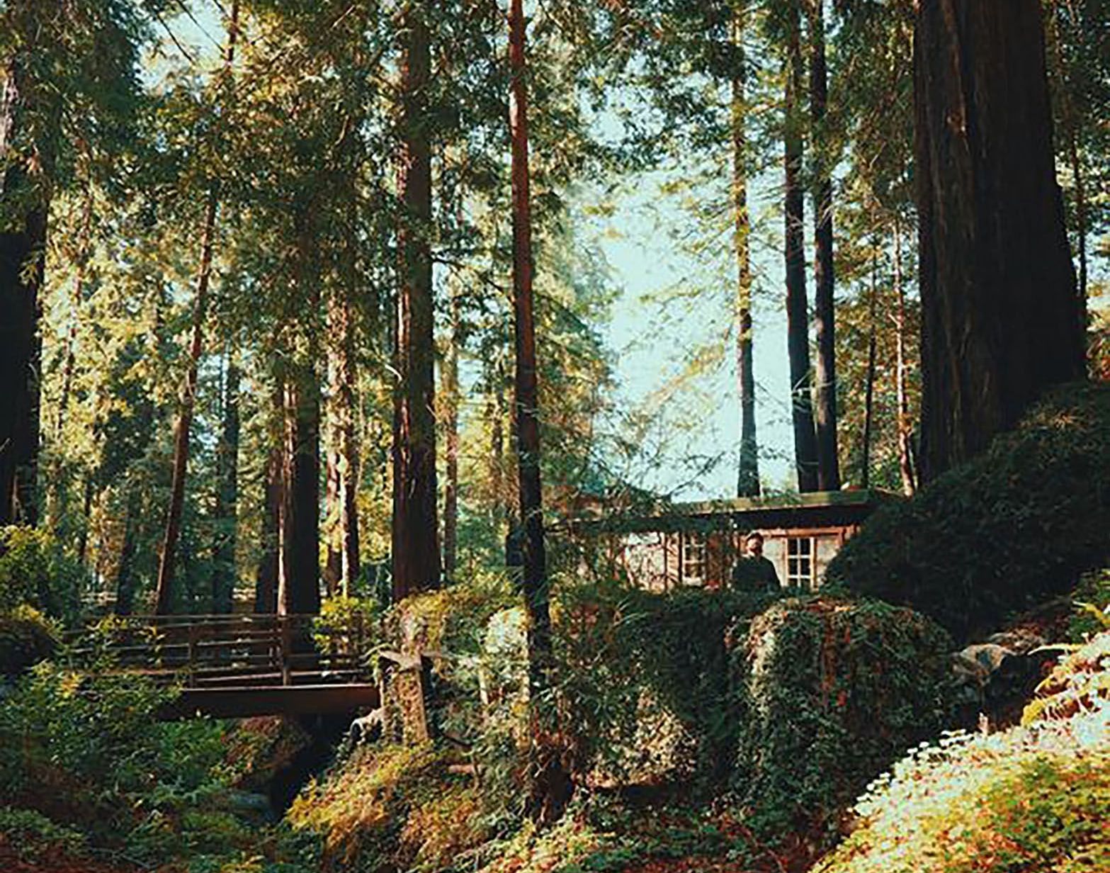 A view of a stream flowing under a wooden bridge in a forest