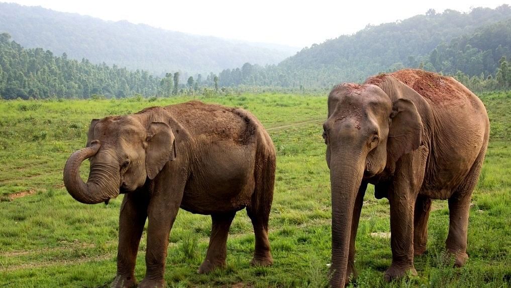 Elephant-Similpal