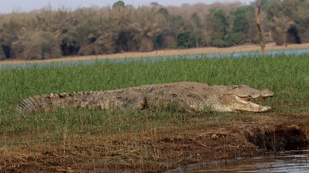 Crocodile on a grassy bank with its mouth open.