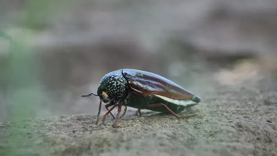 close up of an Indian jewel bettle