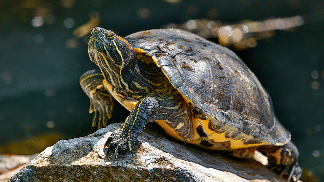 A freshwater turtle with signature markings on its head basking on a sunlit rock.