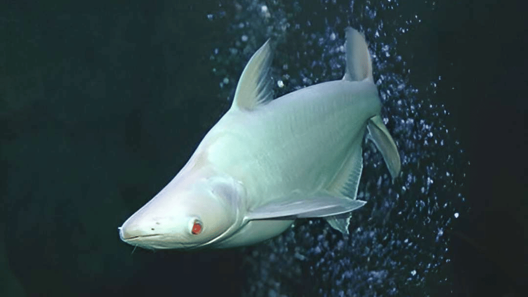A pale, iridescent shark-shaped fish swimming through a stream of bubbles in dark water.