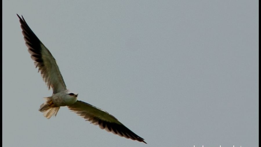 Birds at Shaheen Bagh Resort one of the best resorts in dehradun 