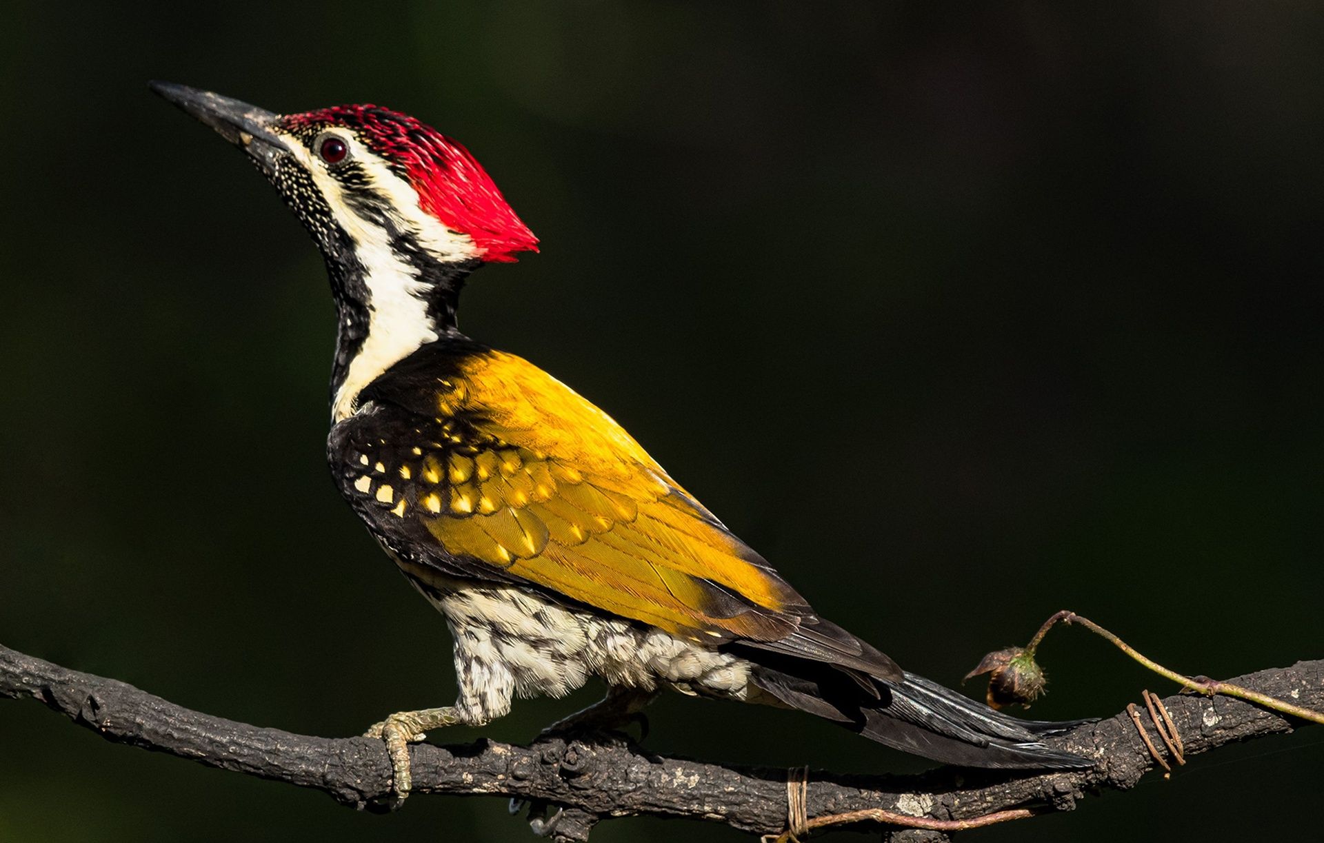 Black-rumped Flameback woodpecker with vibrant plumage.