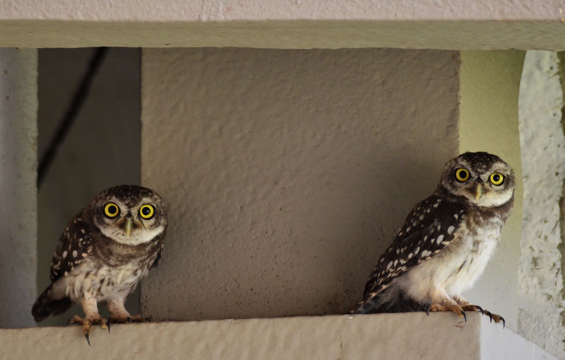 Spotted owlets with yellow eyes perched on a stone ledge.